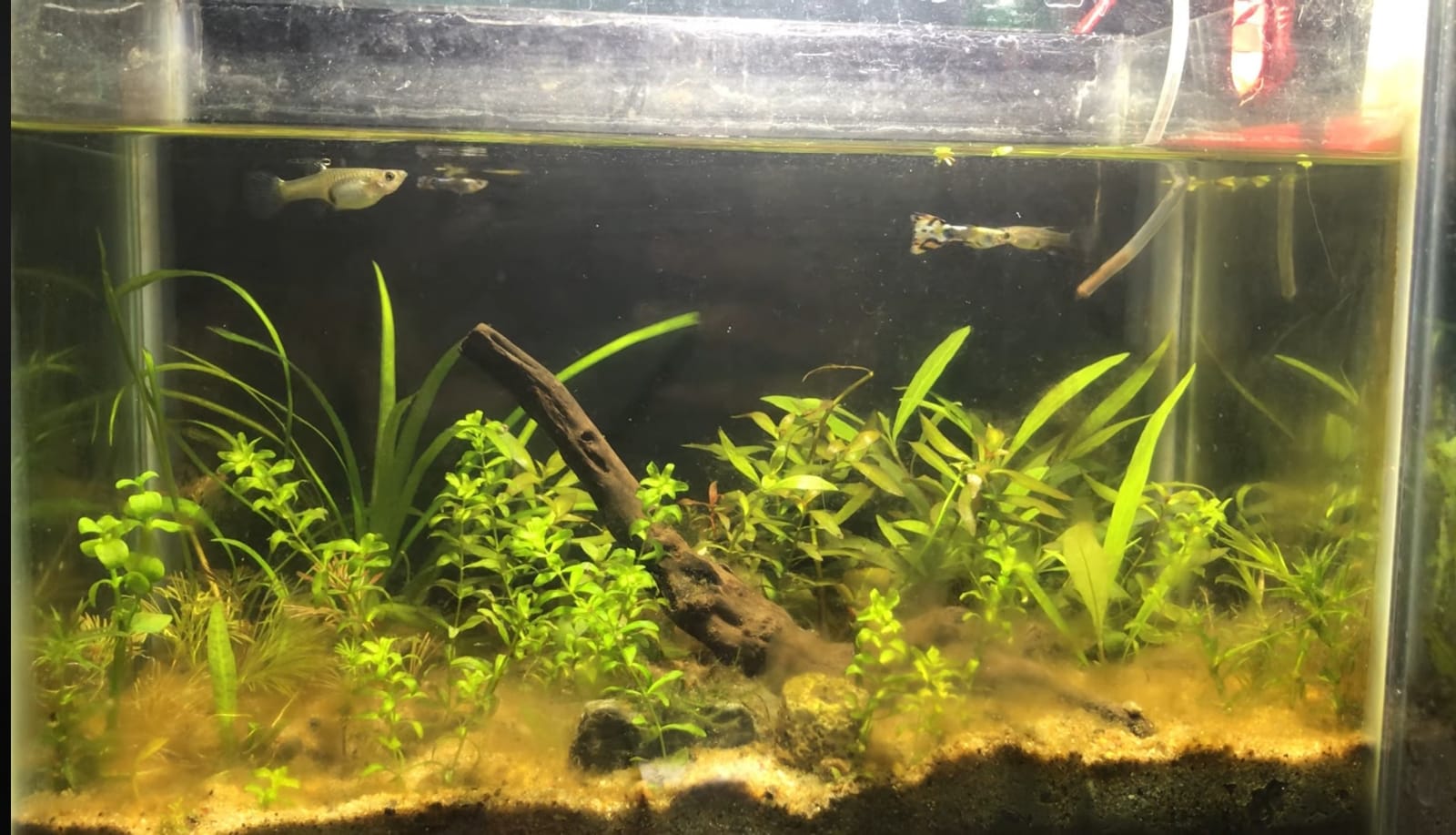 Freshwater Aquarium Ecosystem